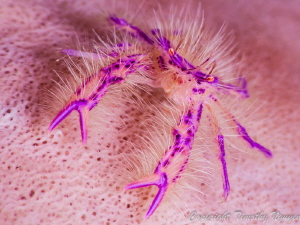Squat lobster by Timothy Nguyen 
